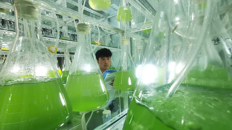 CDMO质量标准：揭秘行业排名背后的关键要素
